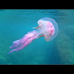 Meet your Posher, Isaac